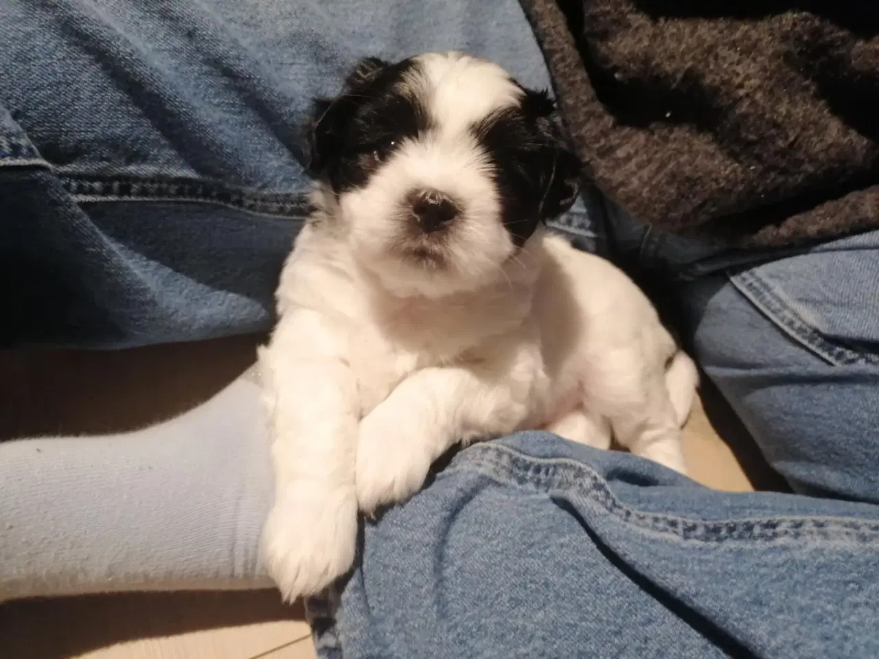 Billede 4 - Coton de Tulear / Lhasa apso