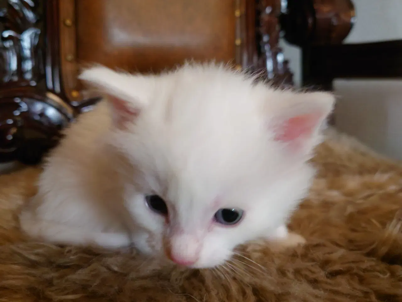 Billede 8 - Maine coon killinger Far med tavle