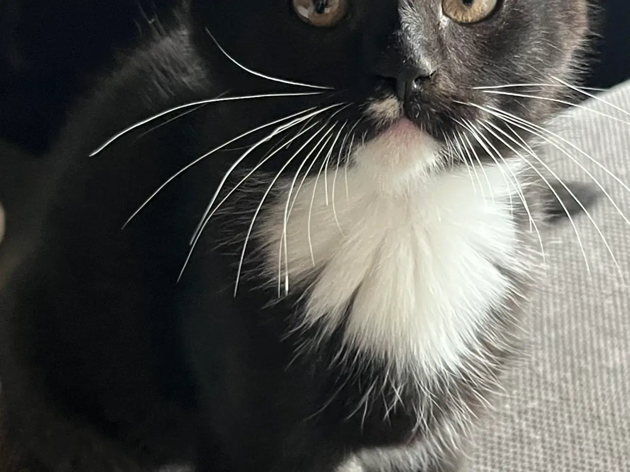 Billede 2 - Hun-killing, Maine Coon-blandning. 