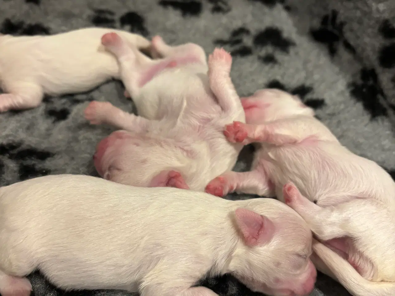 Billede 5 - Bichon Malteser hvalpe 💝🐩