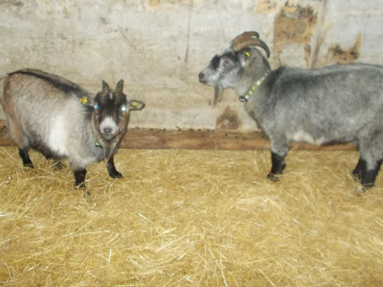 Billede 4 - dværggeder