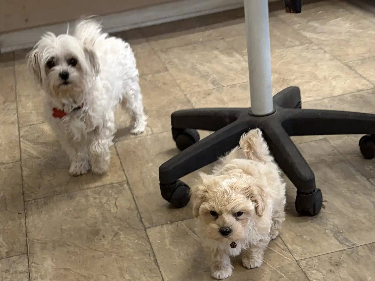 Billede 10 - 1 Mini Maltipoo dreng må rejse nu 