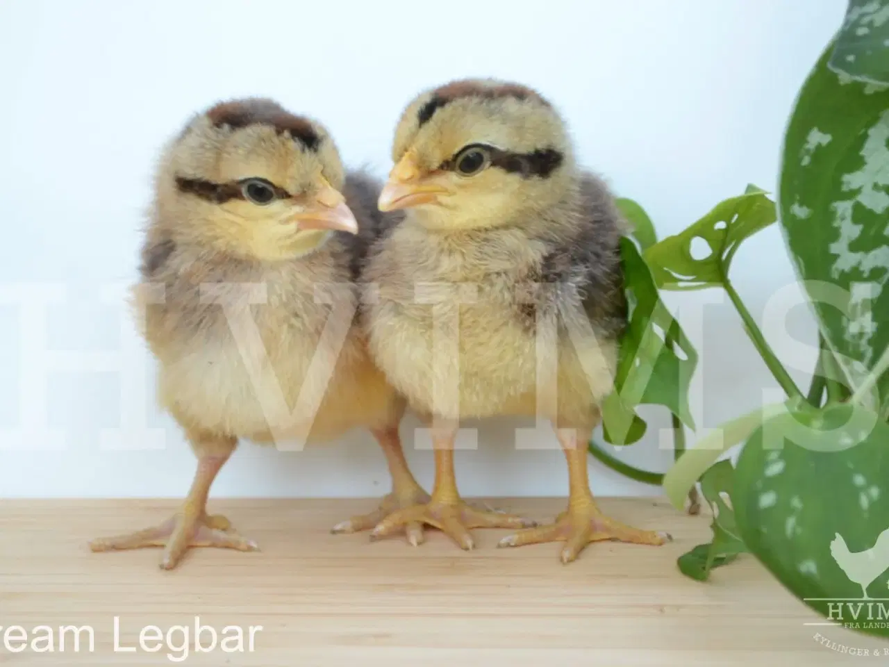 Billede 9 - Bestil DAGGAMLE kyllinger, rene racer & blandinger