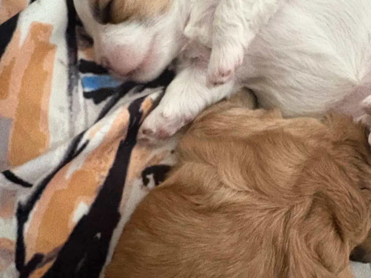 Billede 11 - Bichon Havanais med et strejf af malterser