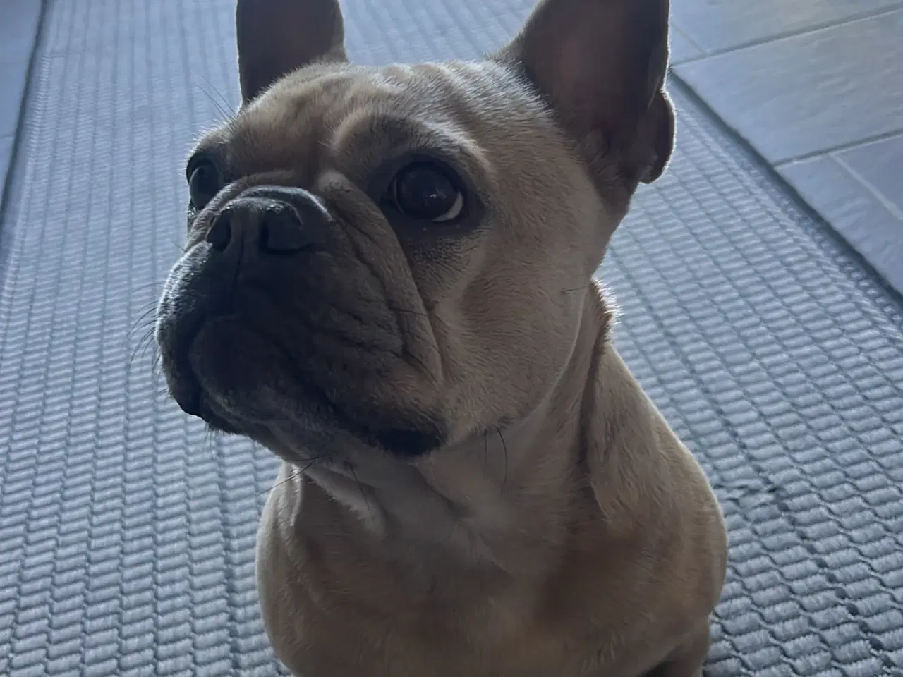Billede 7 - Fransk bulldog hvalpe 