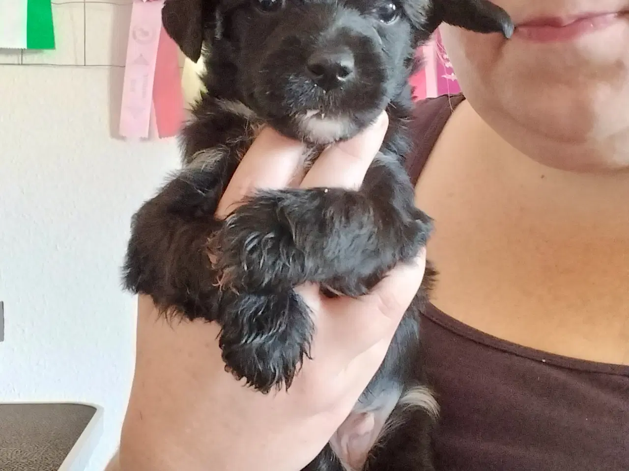 Billede 7 - Chinese crested/powder puff drenge med DKK stambog