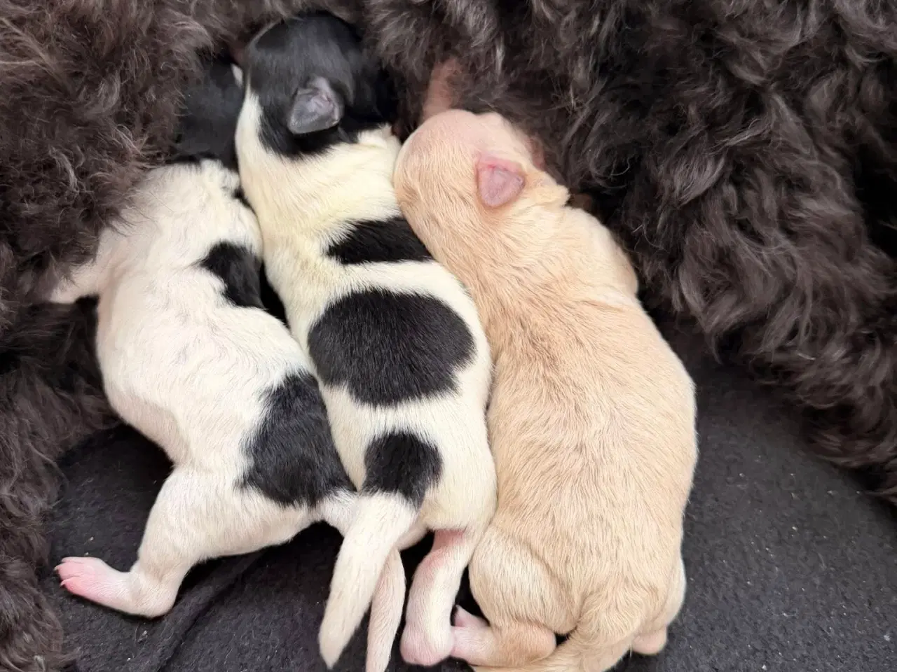 Billede 2 - Sødeste Maltipoo hvalpe sælges