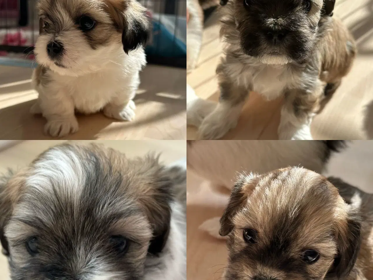 Billede 1 - Lhasa apso hvalpe
