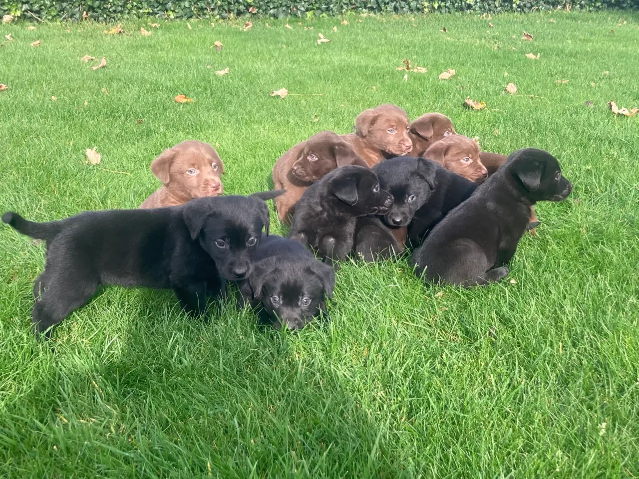 Billede 8 - Ægte labrador hvalpe sælges 