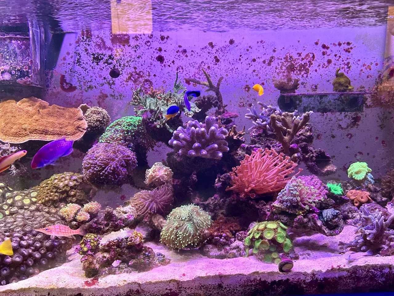 Billede 1 - Koraller og fisk til salg