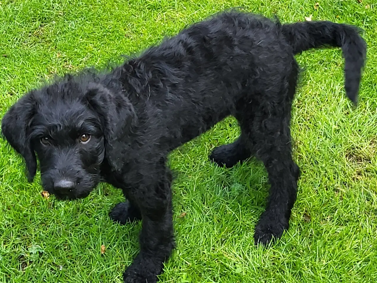 Billede 3 - Labra Doodle Hvalp