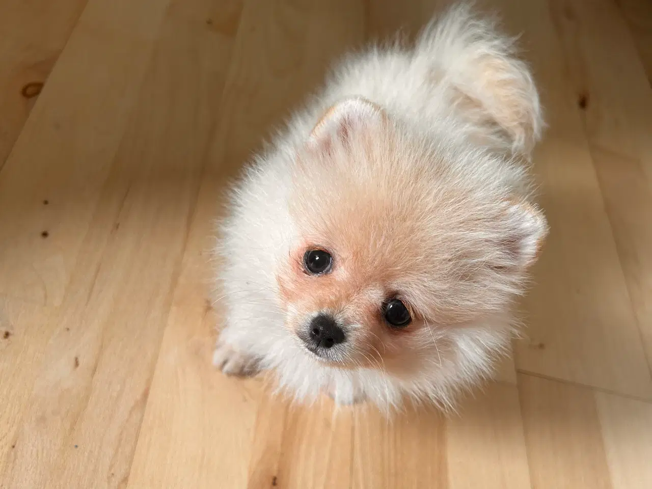 Billede 9 - Pomeranian hvalpe