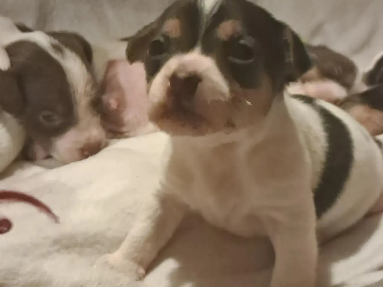 Billede 2 - 7 Skønne JRT hvalpe med masser af personlighed