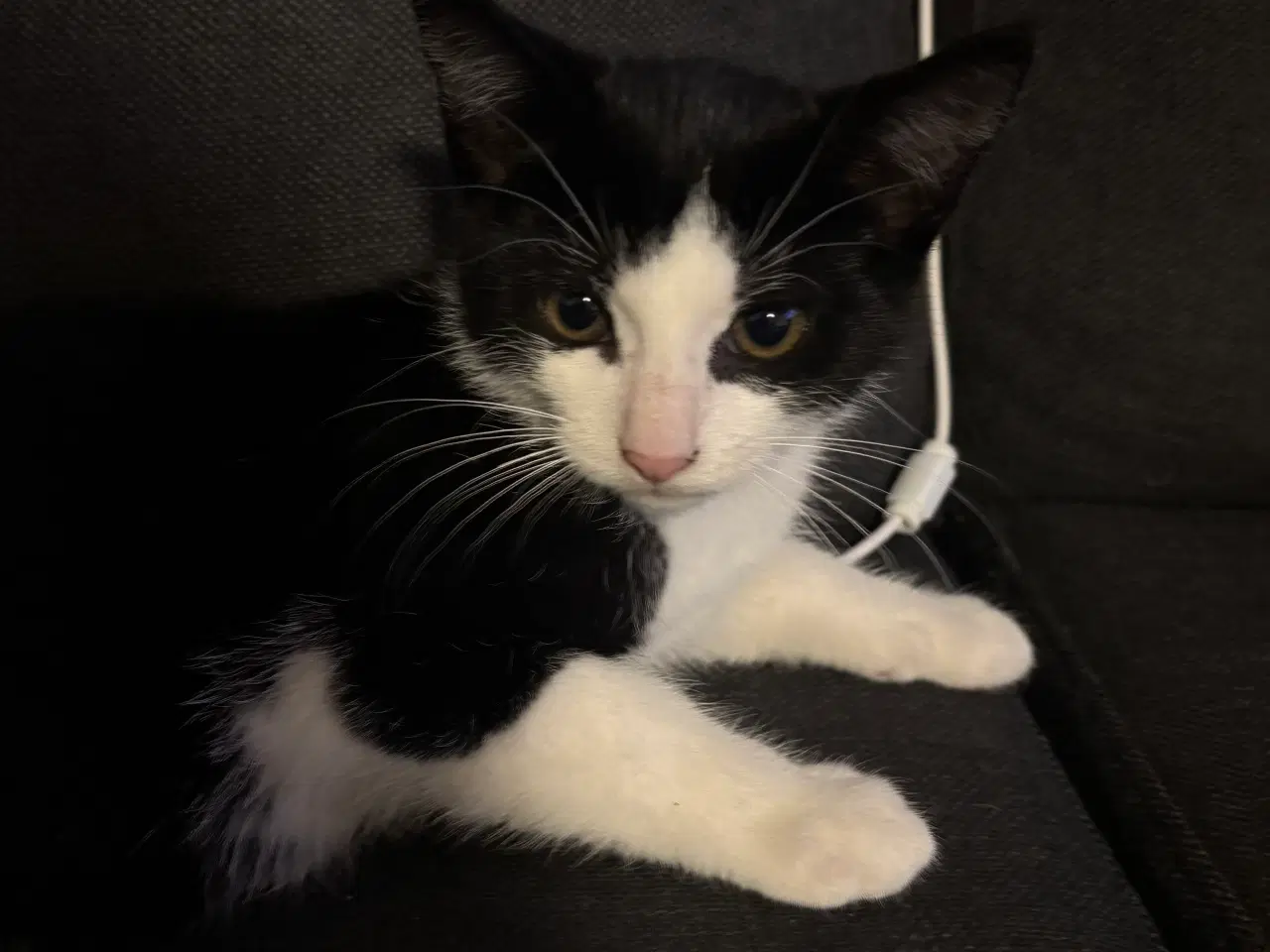 Billede 1 - Killing søger kærlighed