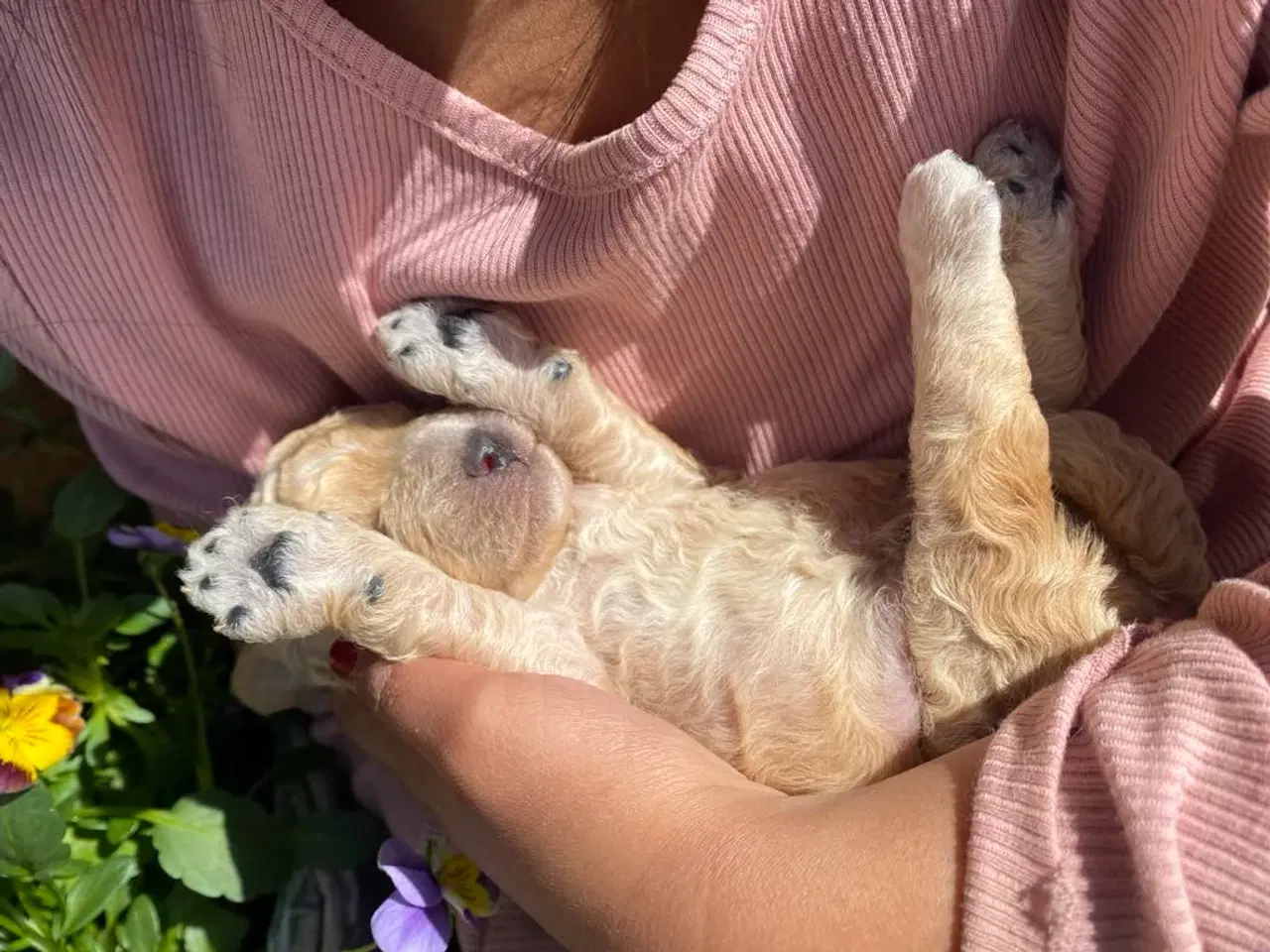 Billede 13 -  Smukke Goldendoodle mellem doodle hvalpe