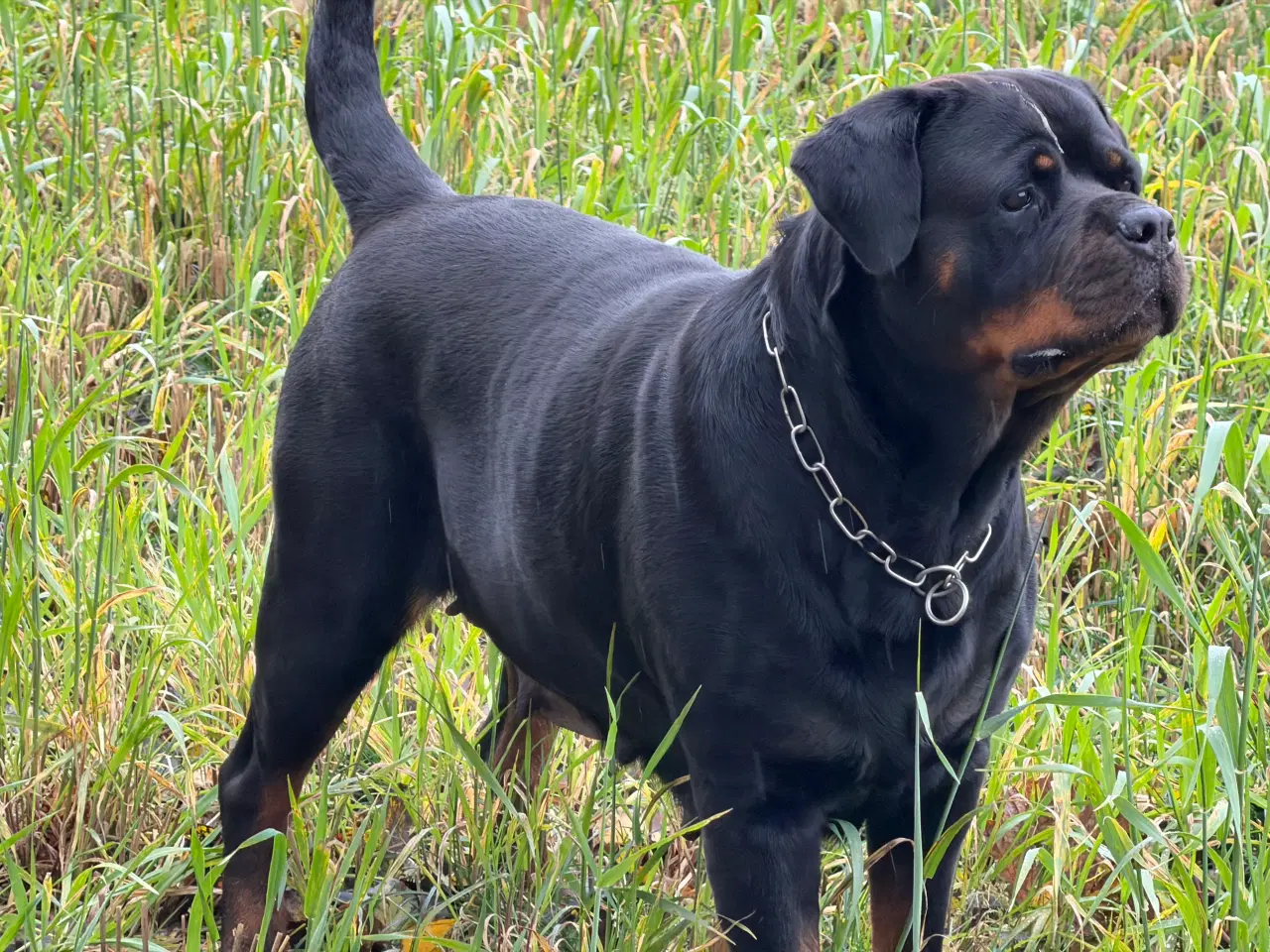 Billede 9 - M.B´Rottweiler Hvalpe
