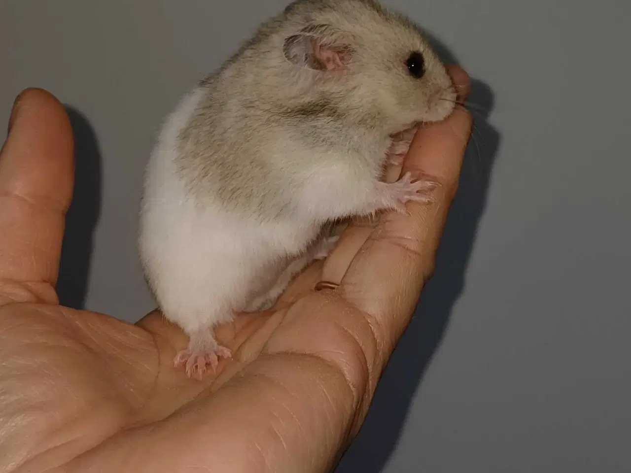 Billede 2 - Guldhamster unger