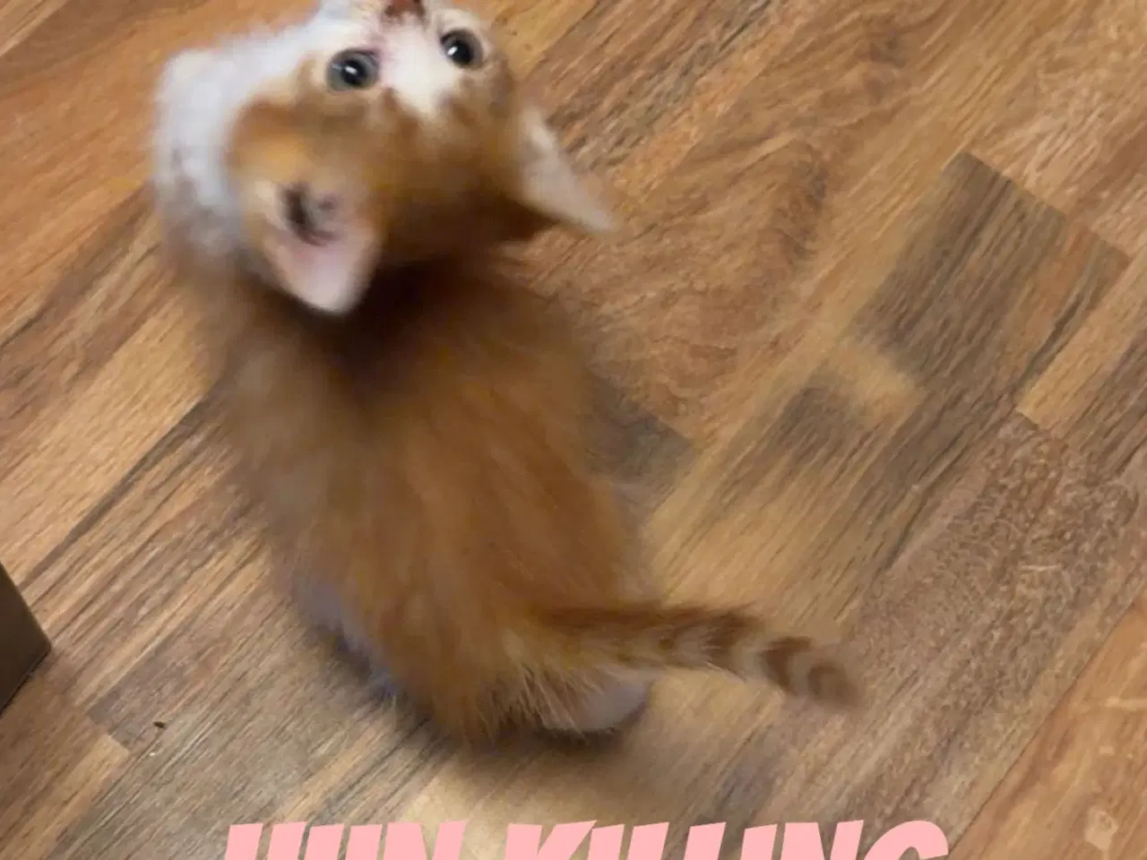 Billede 1 - Søde kælen katte killinger