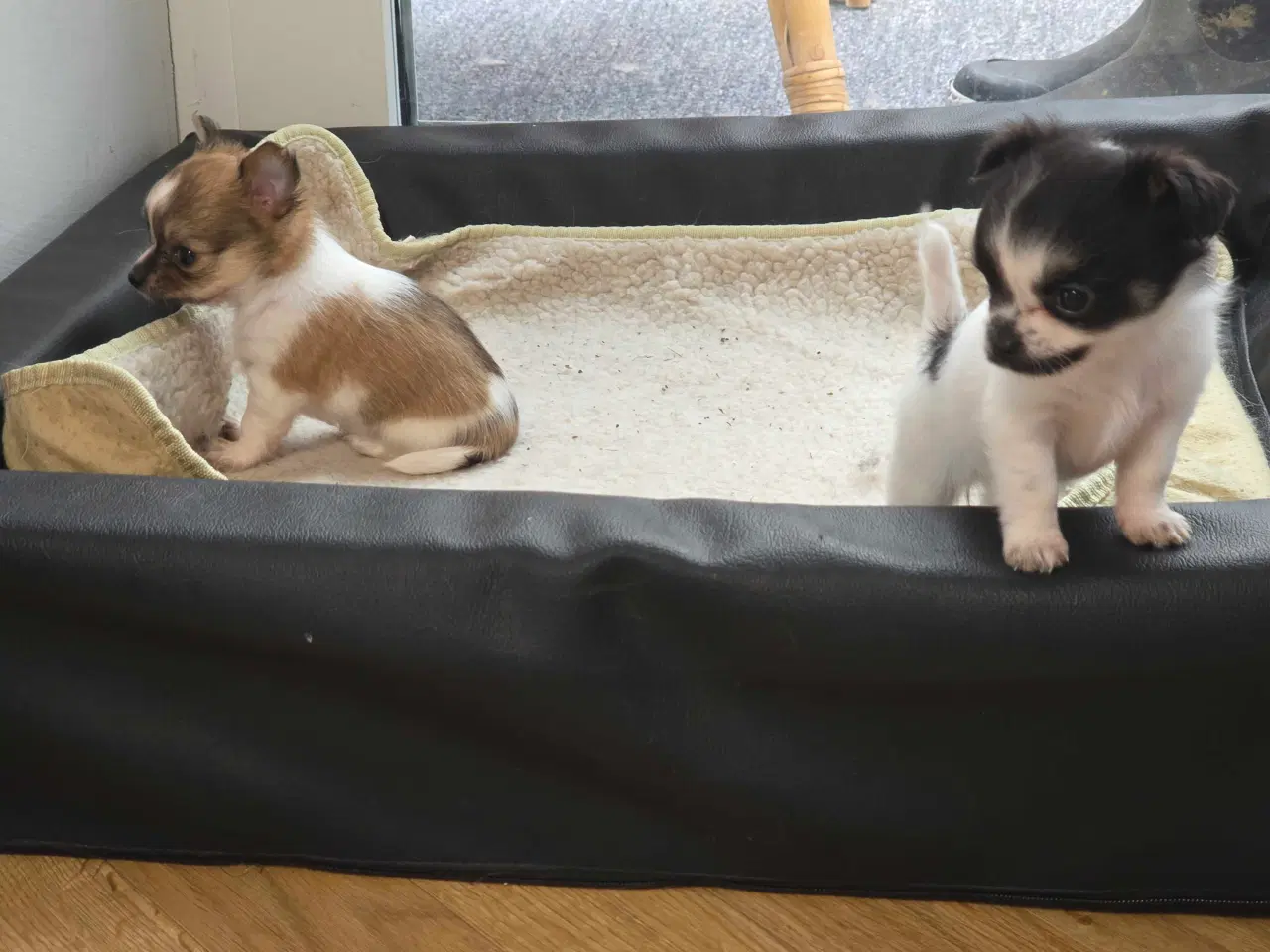 Billede 7 - Chihuahua hvalpe langhåret tæver. 2 stk