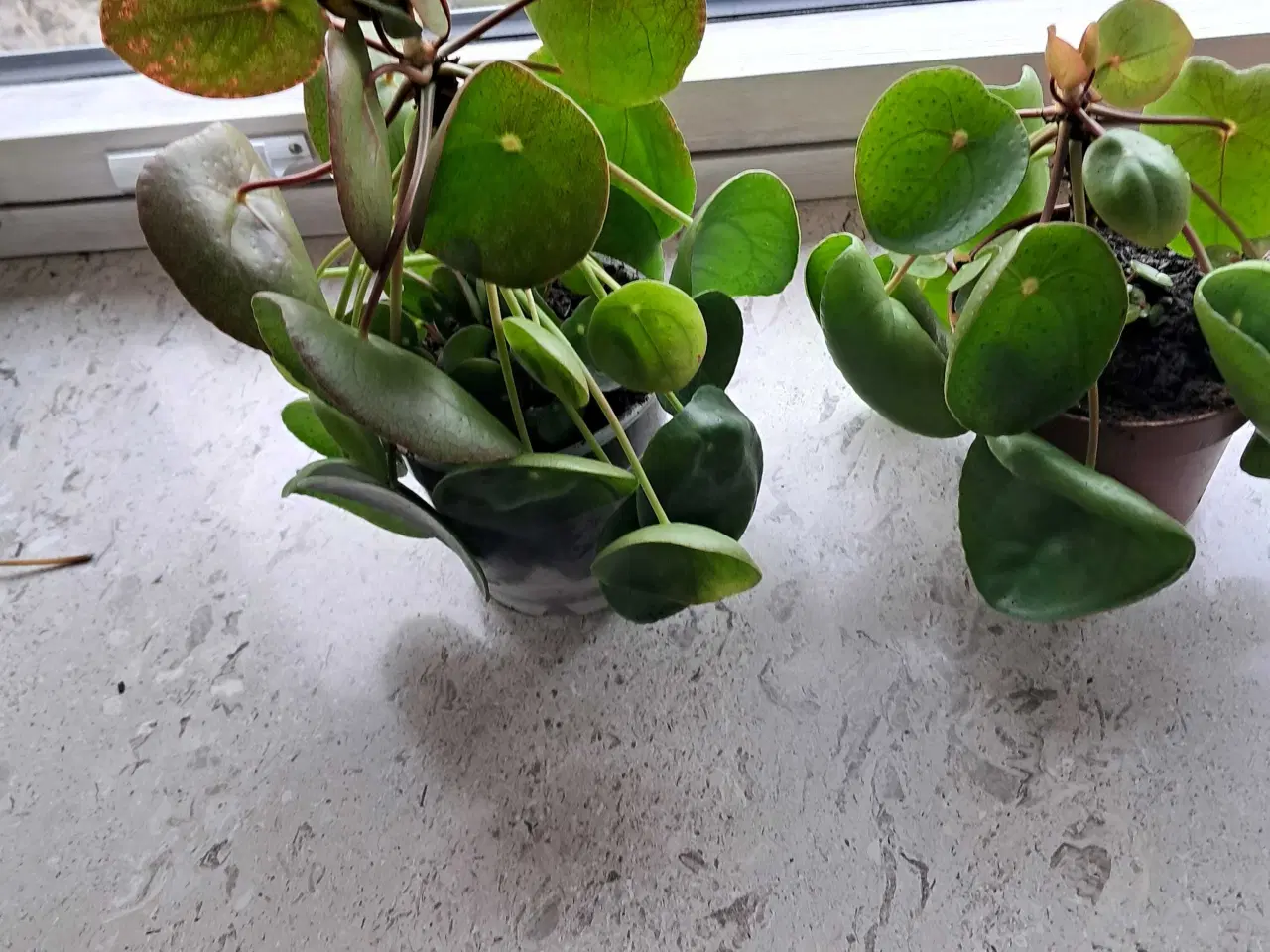 Billede 1 - 2 stk pilea blomster