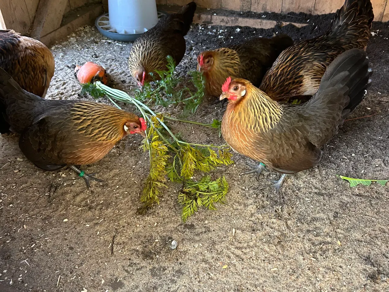 Billede 1 - Smukke dværghøns - hollandske