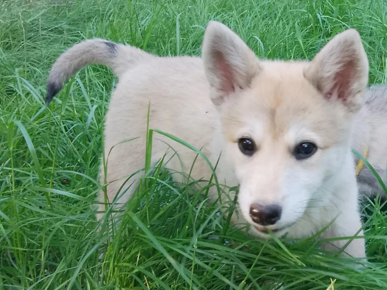 Billede 6 - Husky blandinger 