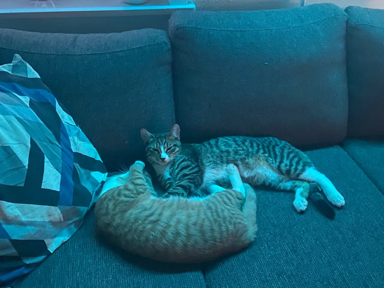 Billede 2 - En han killing og en hun  killing