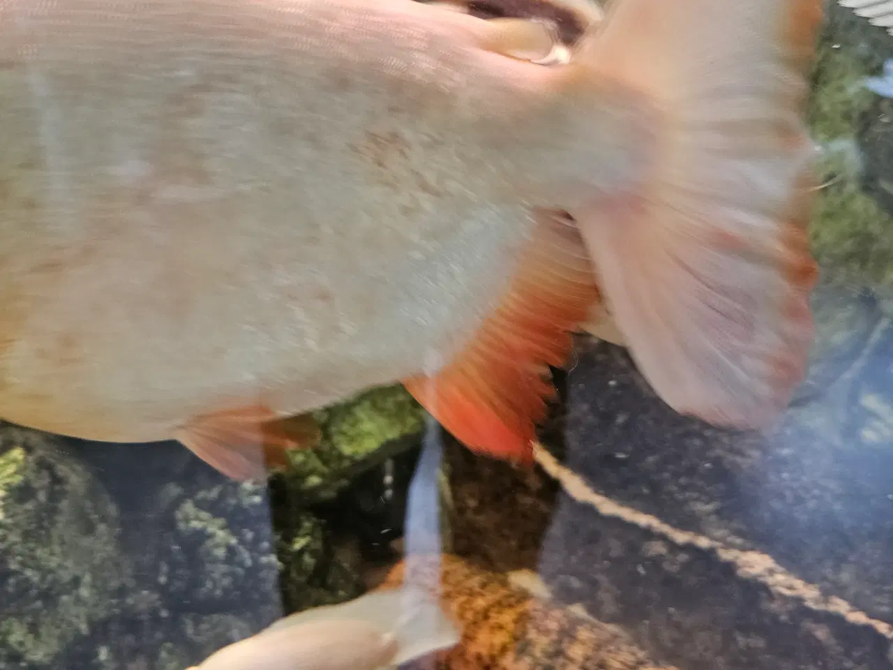Billede 3 - Albino pacu 25-30 cm