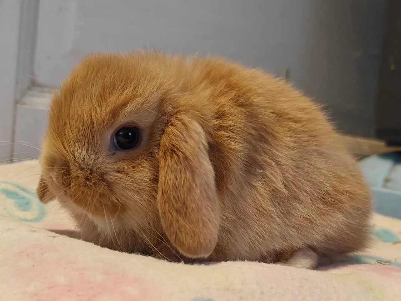 Billede 13 - Minilop