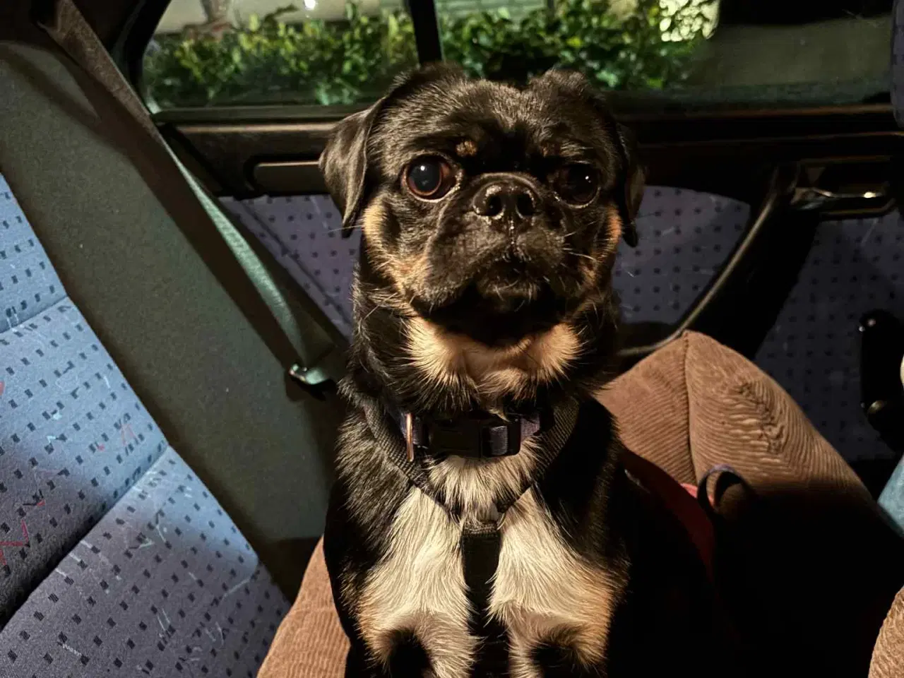 Billede 3 - Hund (mops blanding) søger nyt hjem 