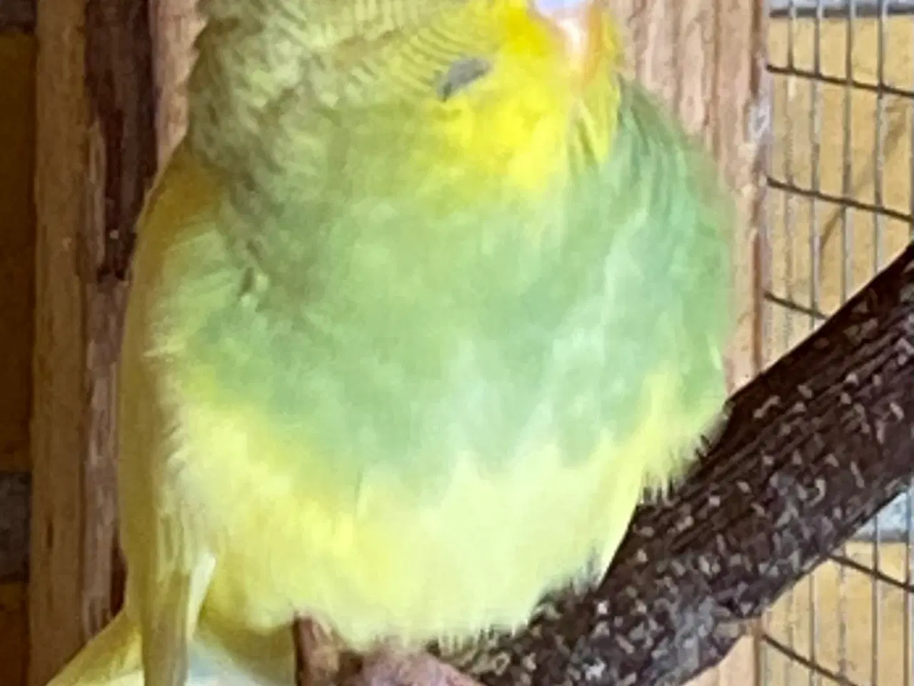 Billede 3 - Unge undulater