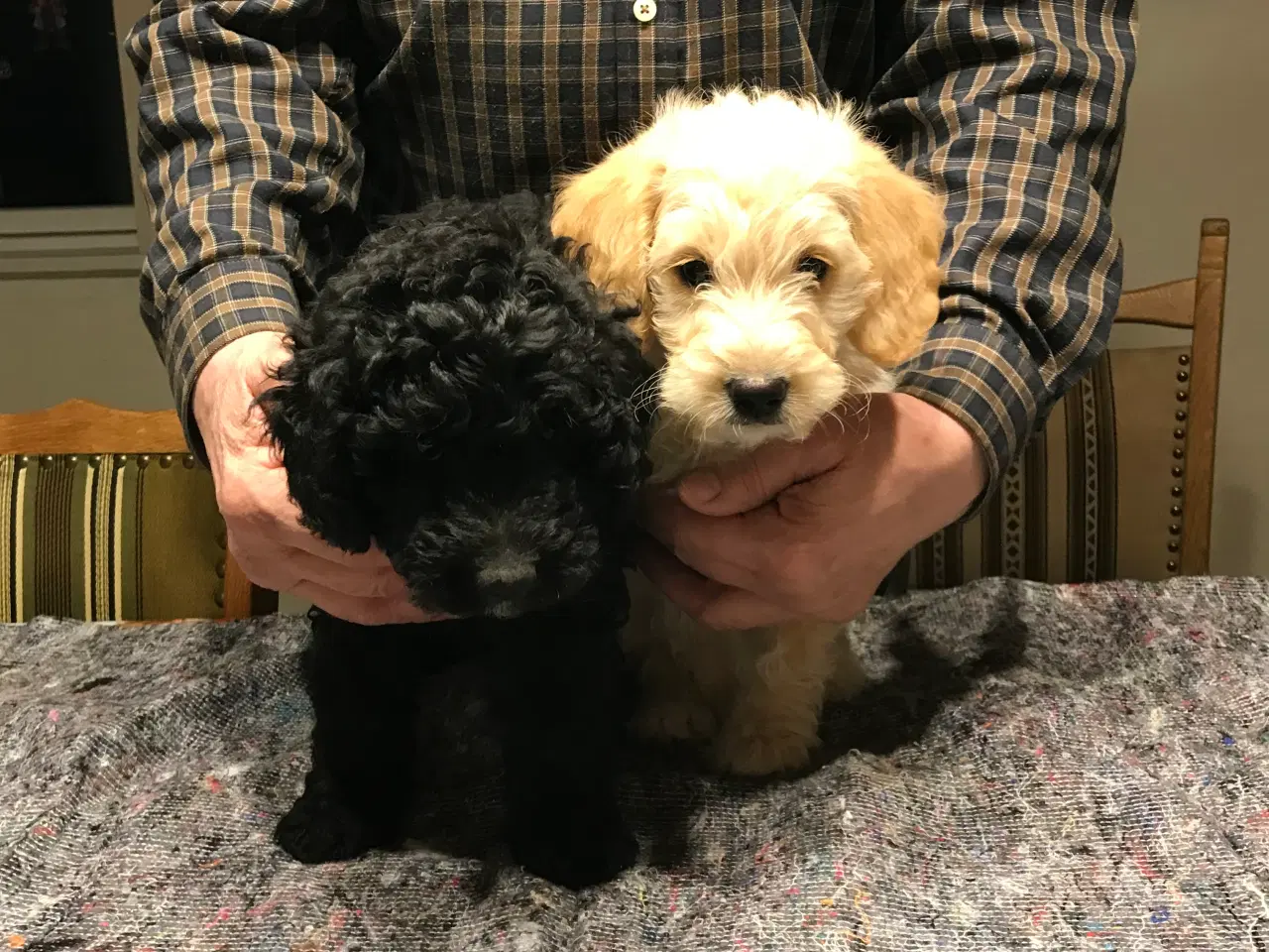 Billede 3 - Labradoodle hvalpe 2 generation  fælder ikke 