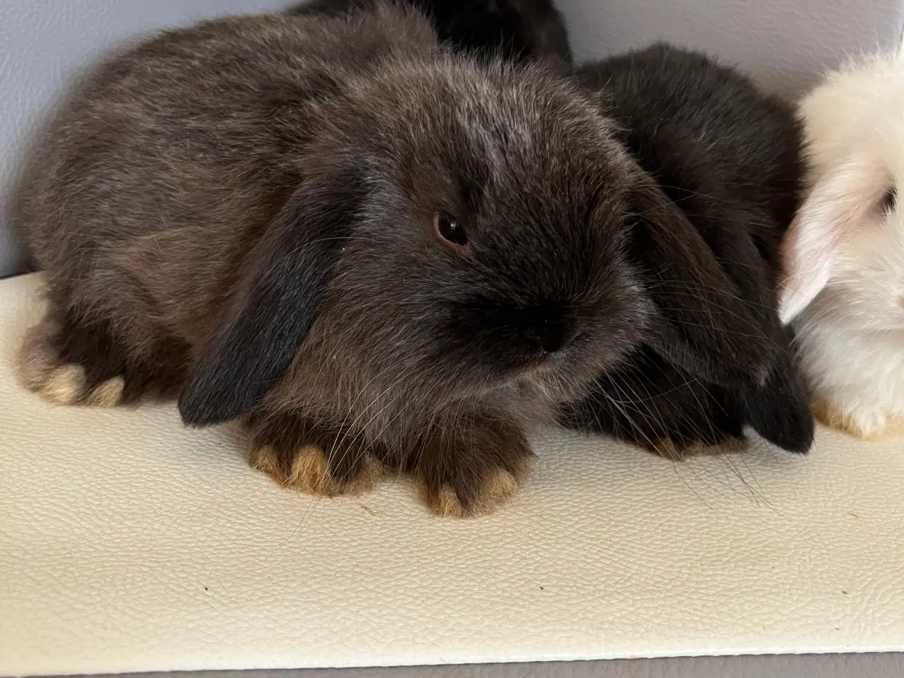 Billede 12 - Minilop