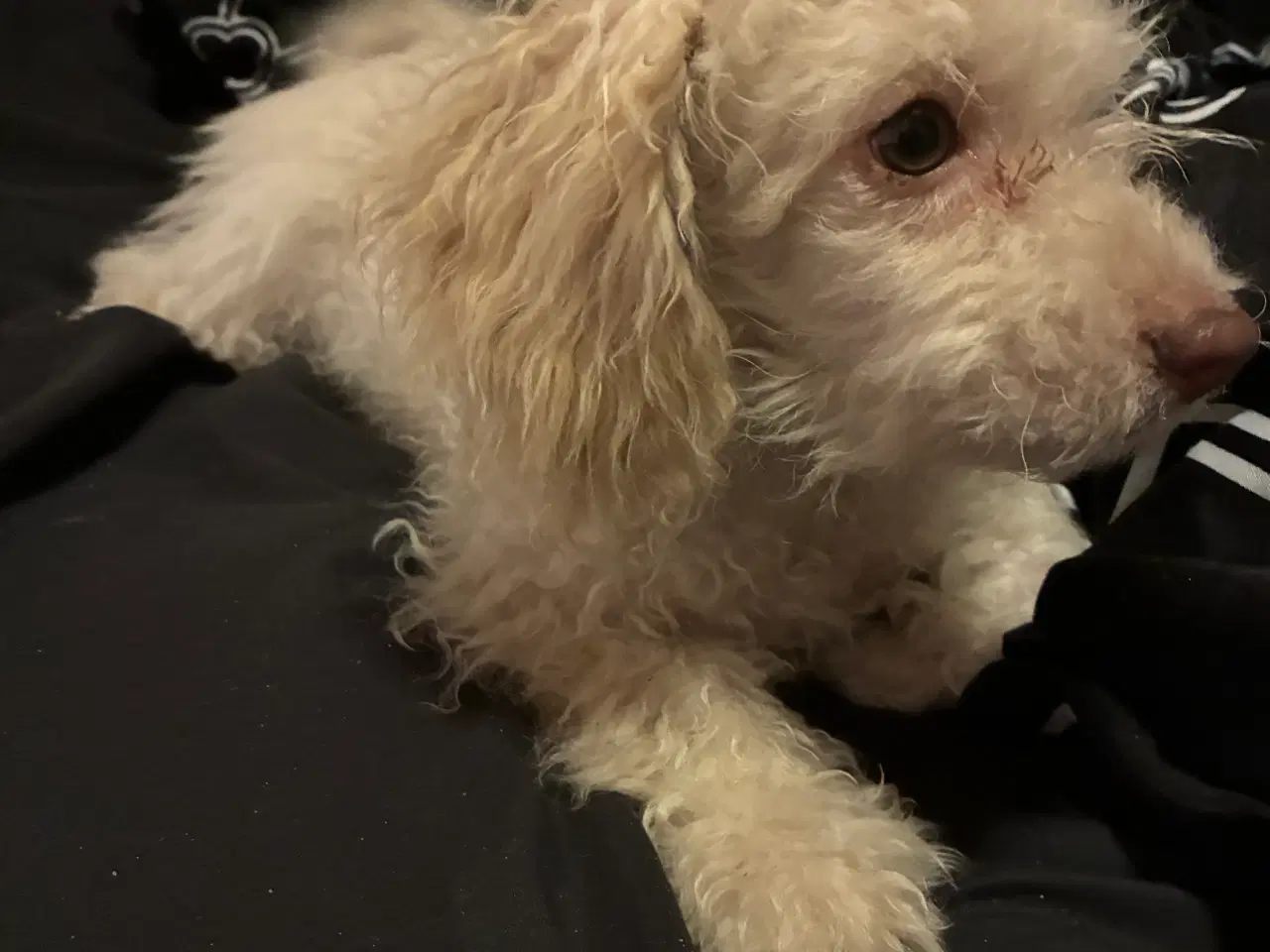 Billede 4 - Puddel blanding