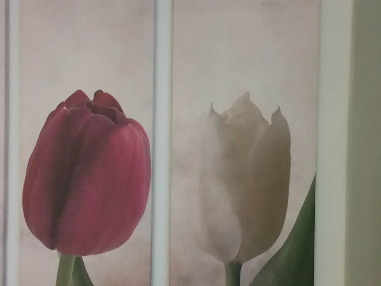 Billede 4 - Tryk på lærred, motiv: Tulips, b: 25 h: 75