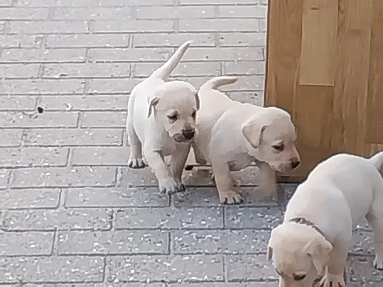Billede 7 - Gule Labrador hvalpe.