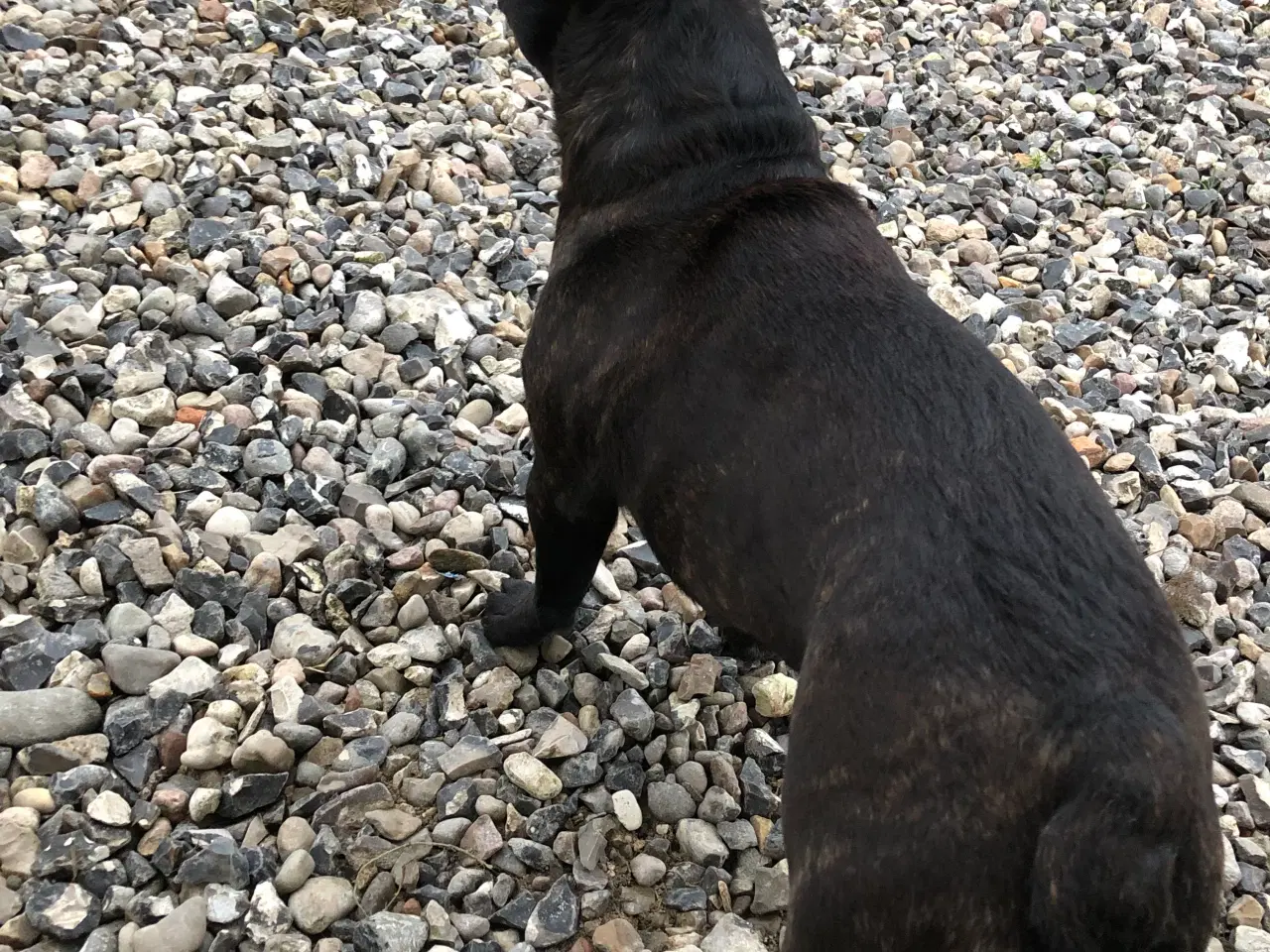 Billede 11 - Fransk bulldog parring