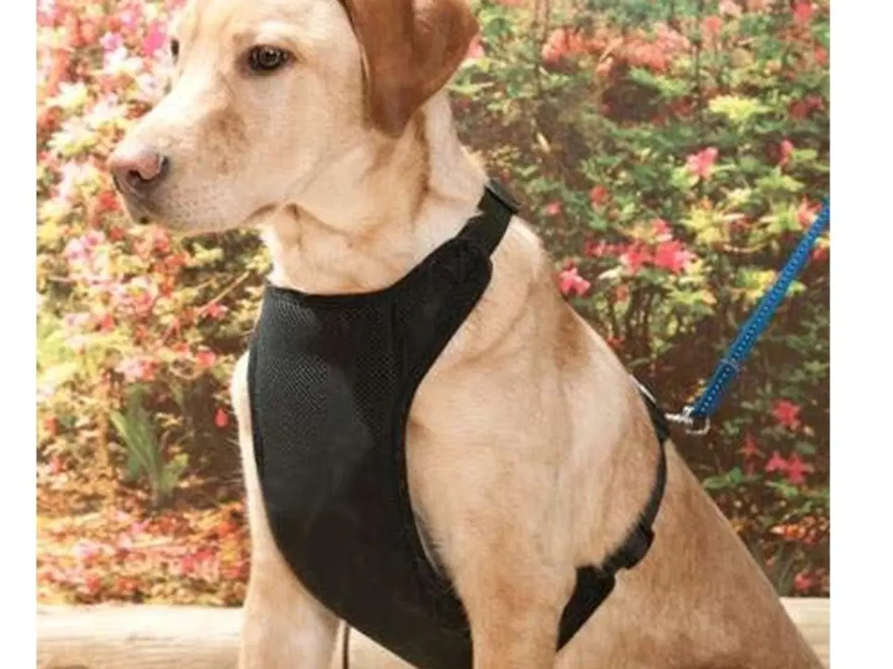 Billede 1 - Hundesele stor hund