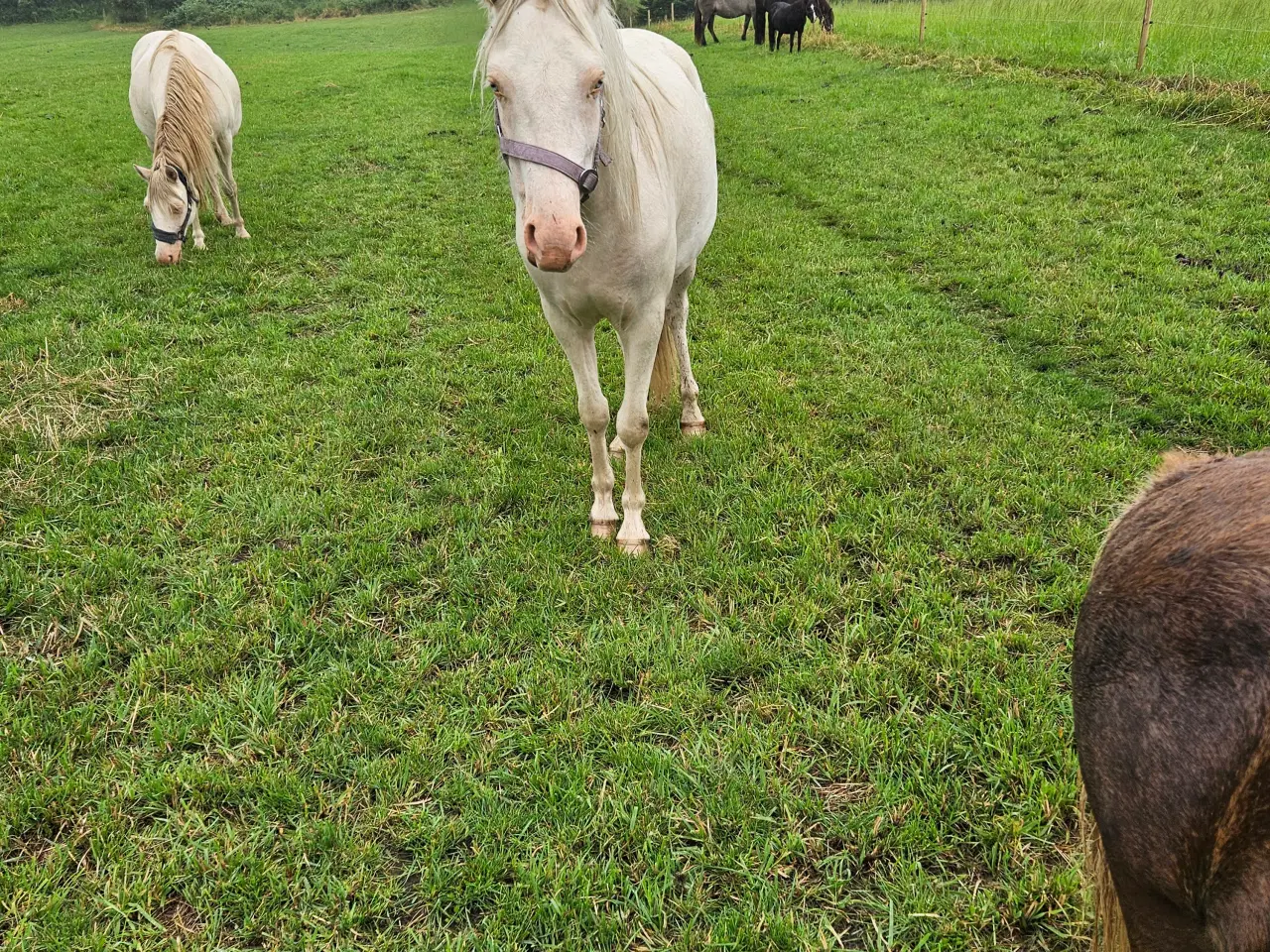 Billede 4 - Kat 2 pony 2,5år