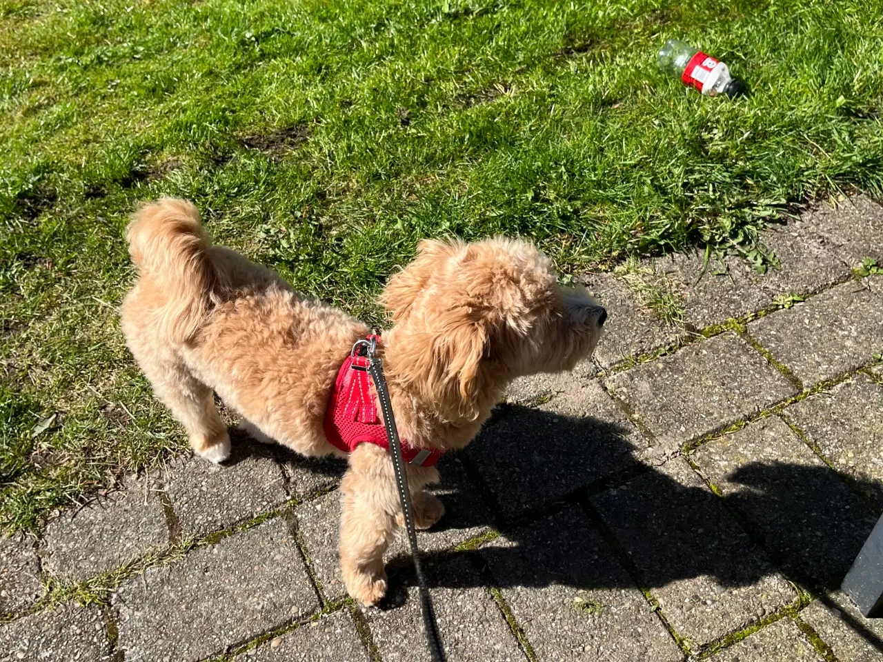 Billede 3 - Maltipoo hvalp sælges.