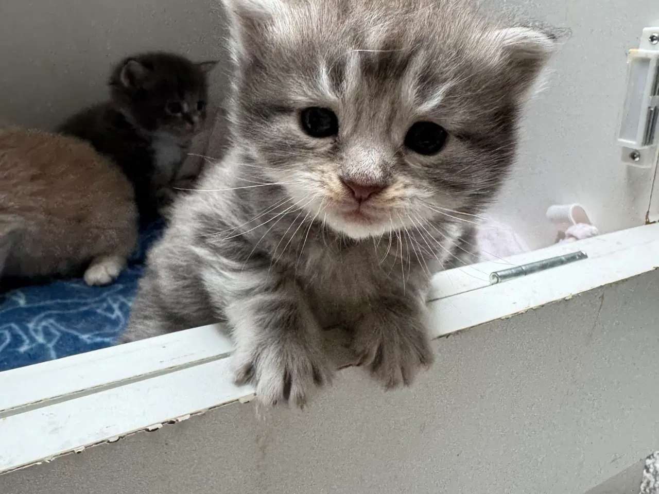 Billede 5 - Maine Coon killinger sælges 