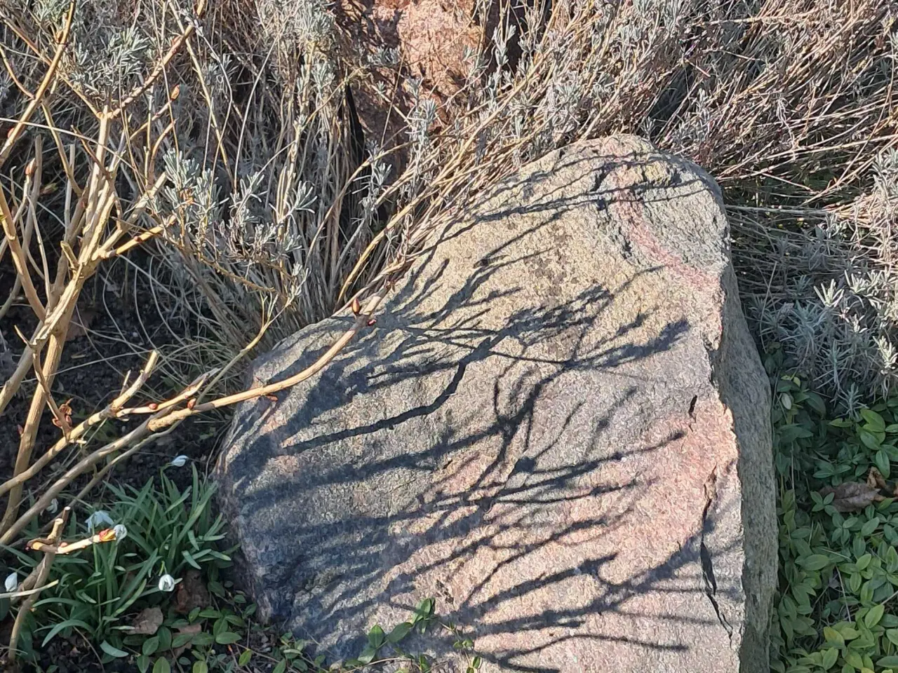 Billede 1 - Flotte havesten