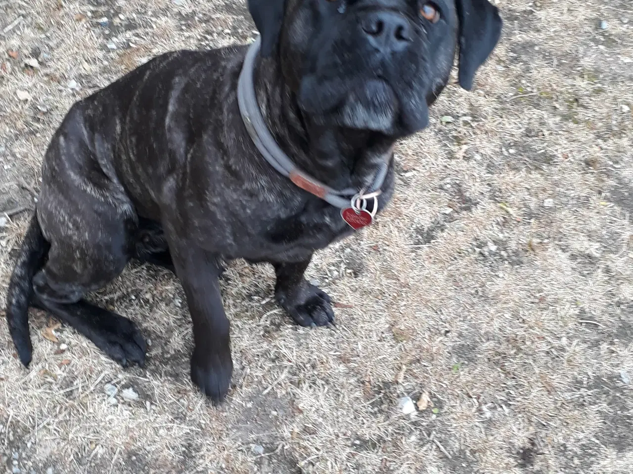 Billede 1 - Cane Corso Hvalpe Sælges. Læs helle teksten. 