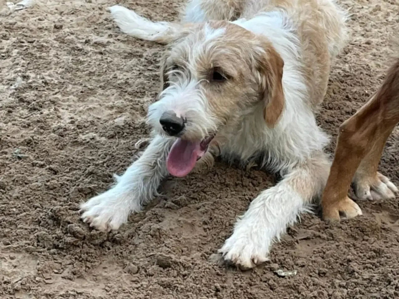 Billede 1 - Skønne Baku søger sit 4ever hjem