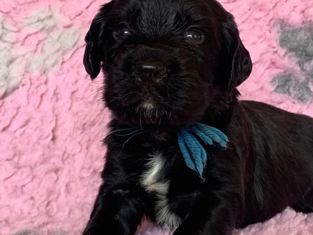 Billede 5 - FT Cocker Spaniel hvalpe