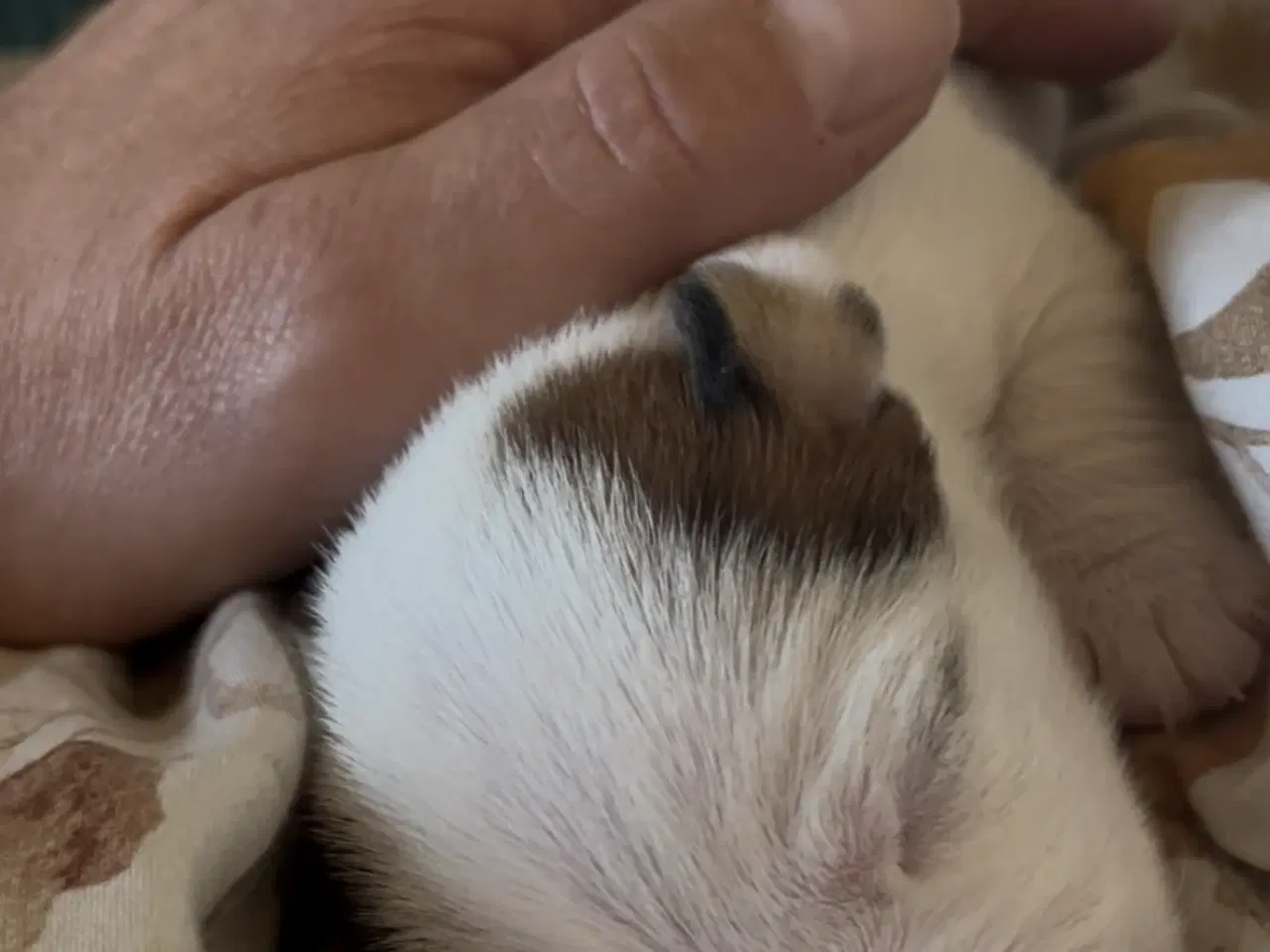 Billede 5 - Jack russel hvalp