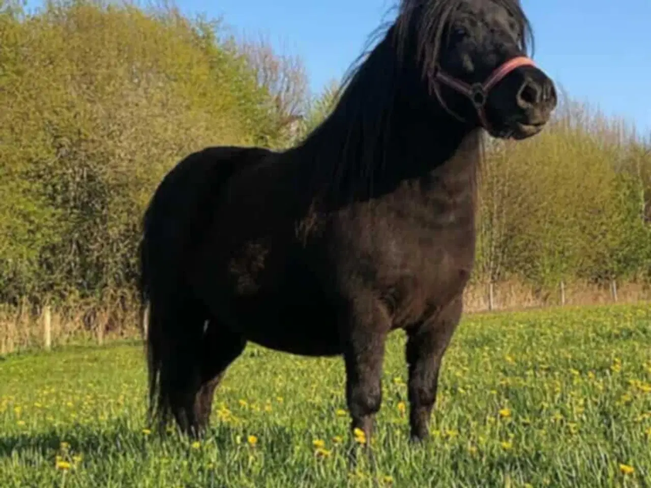 Billede 7 - Stor shetlænder hoppe