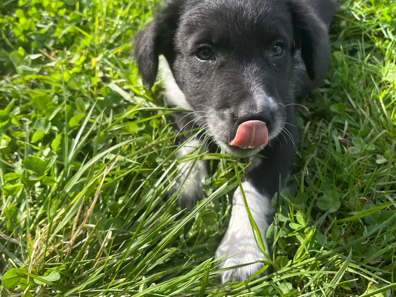 Billede 6 - Border Collie hvalp