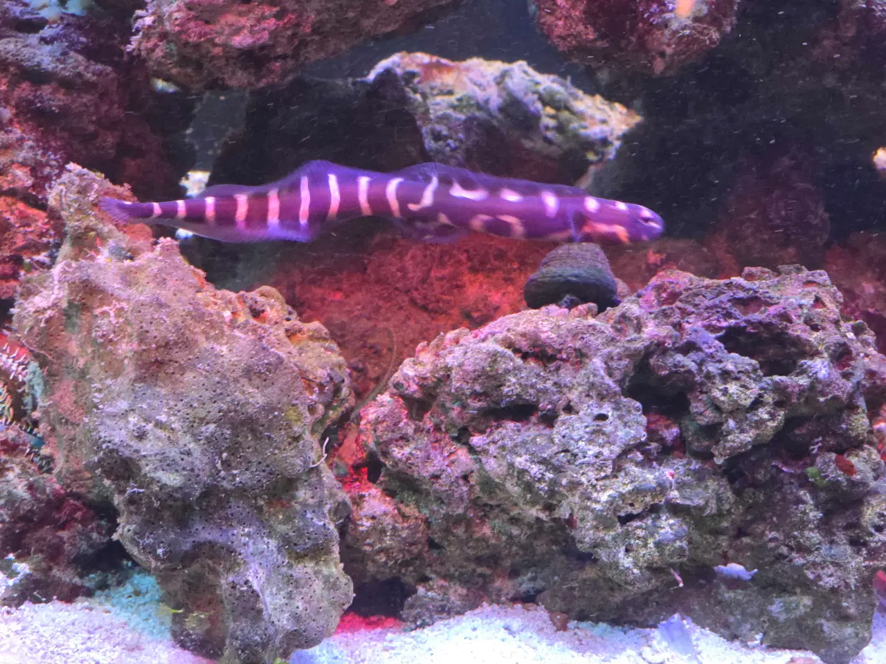 Billede 13 - 450l saltvands akvarium