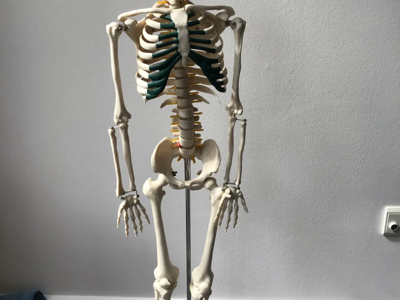 Billede 1 - Anatomisk skelet 85cm
